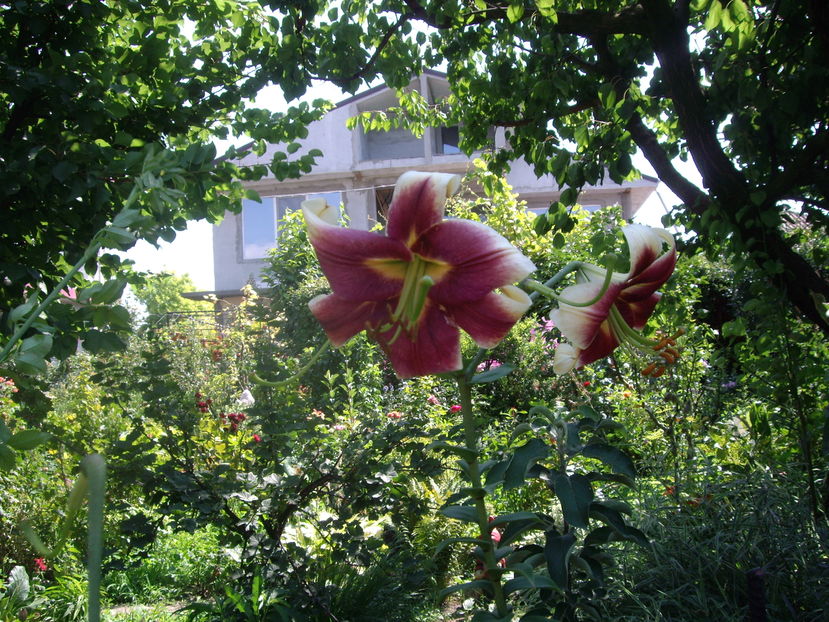 IMGP9884