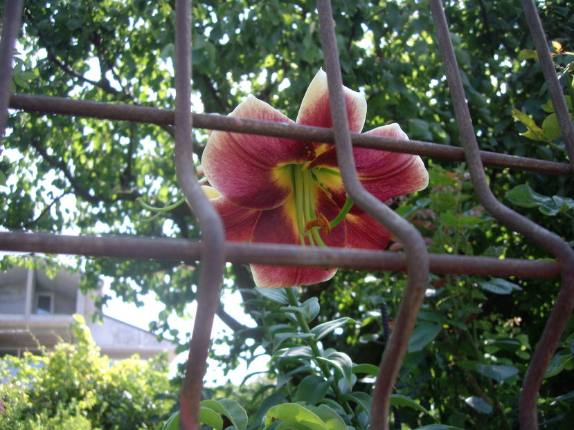 IMGP9887