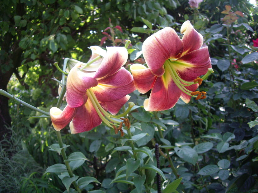 IMGP9889