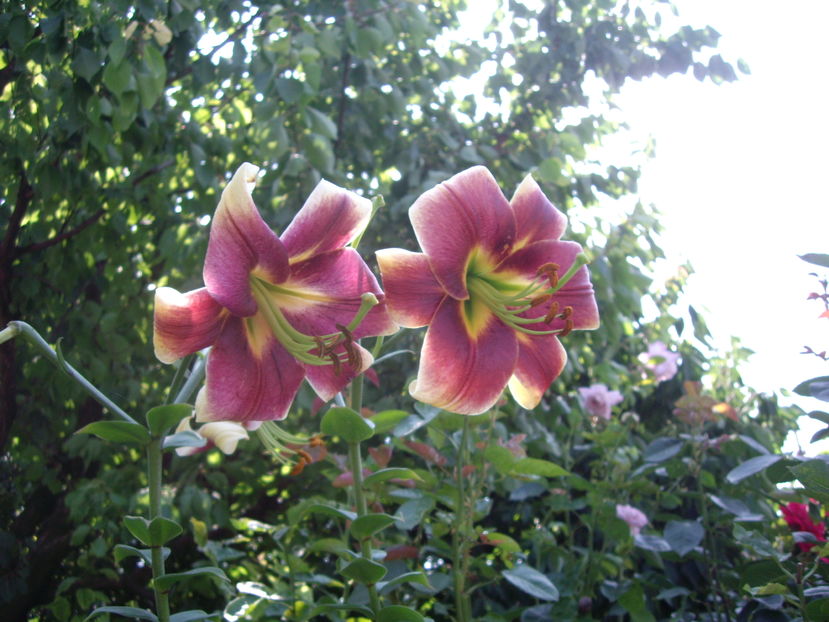 IMGP9890