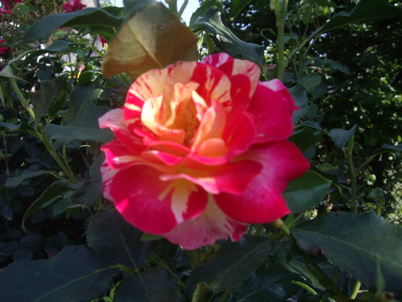 IMGP9892