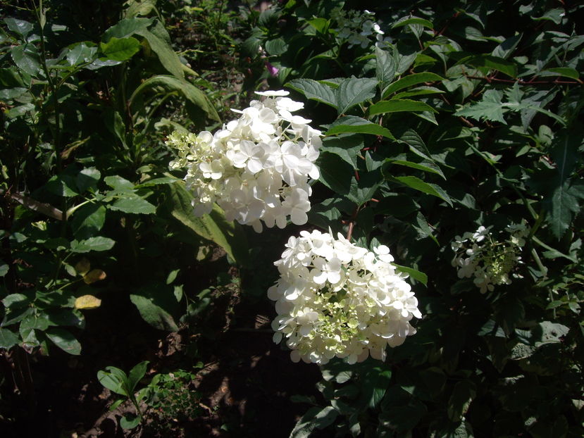 IMGP9895