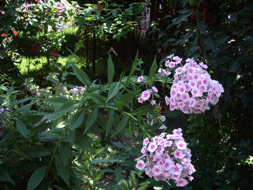 IMGP9896