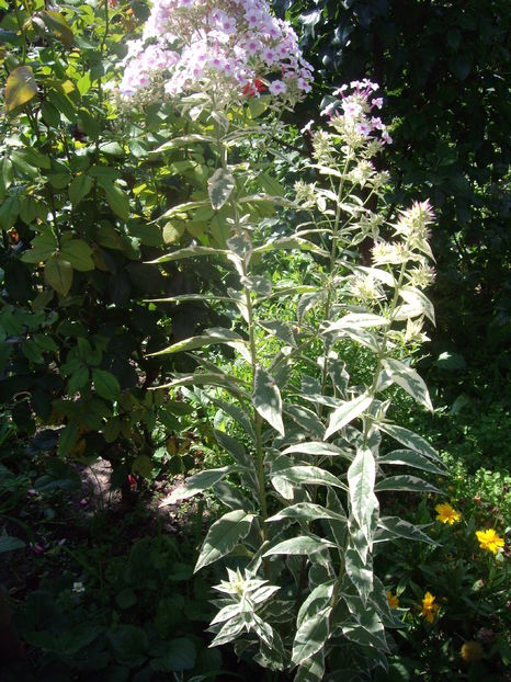 IMGP9902