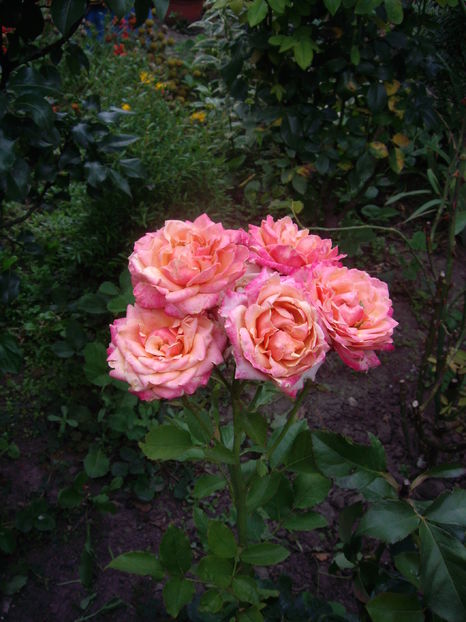 IMGP9918