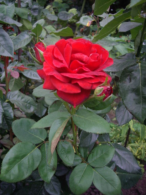 IMGP9919
