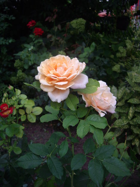 IMGP9920