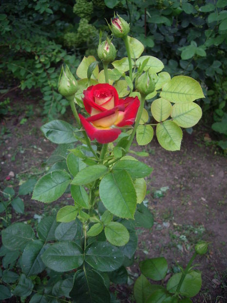 IMGP9921