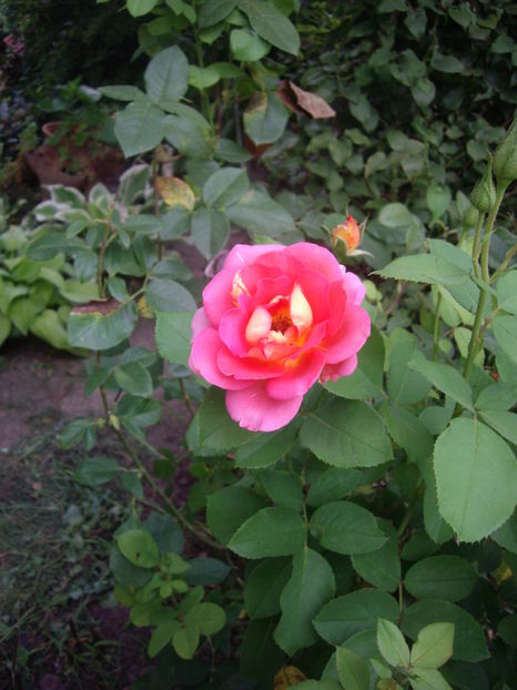 IMGP9922