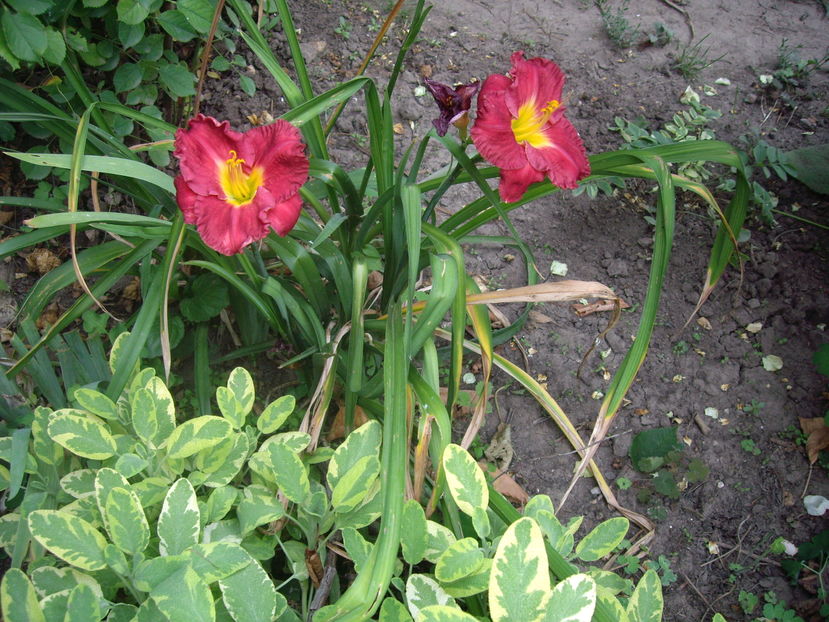 IMGP9923