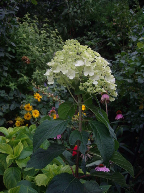 IMGP9926
