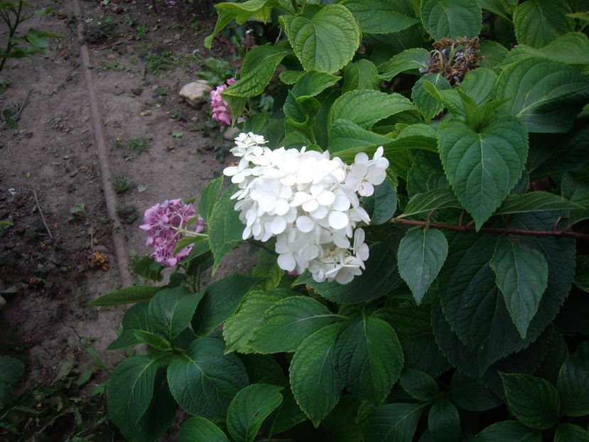IMGP9927