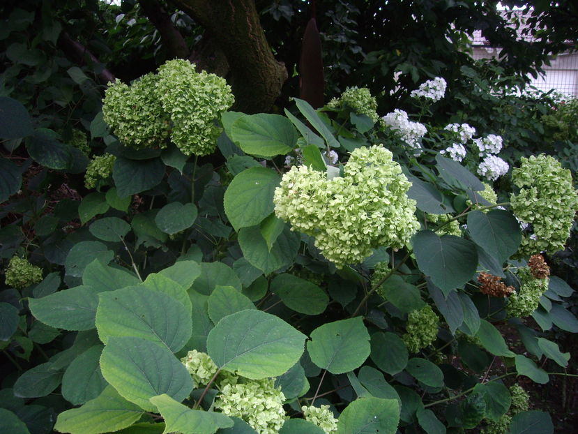 IMGP9928