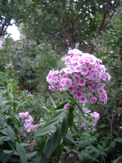 IMGP9929