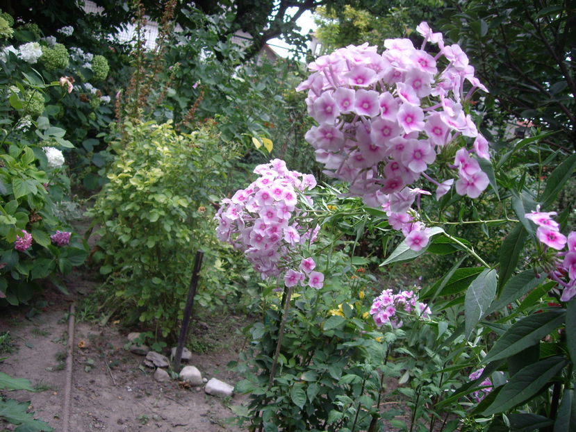 IMGP9930
