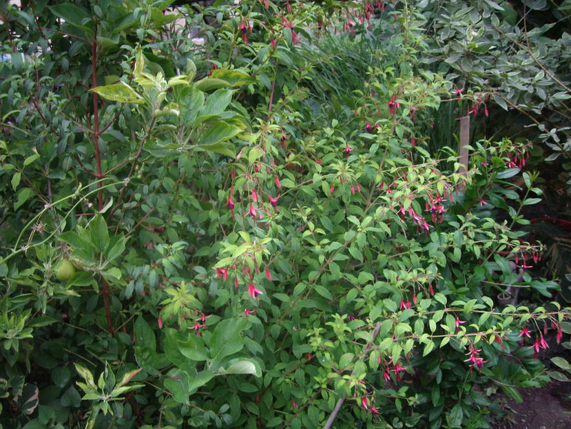 IMGP9931