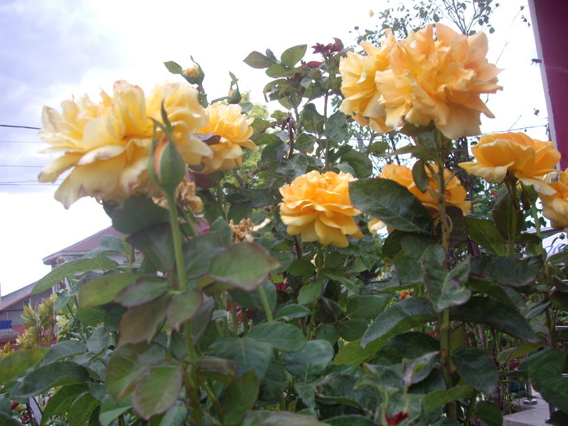 IMGP9934