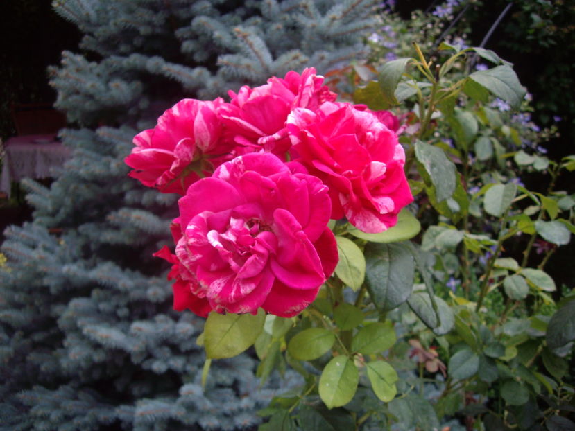 IMGP9935