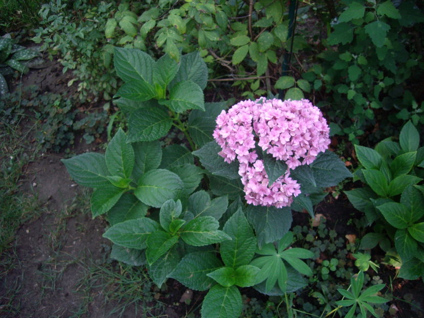 IMGP9937