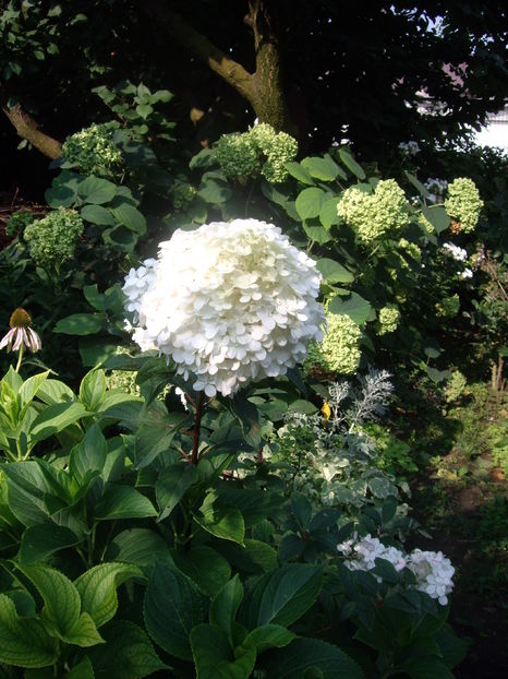 IMGP9938