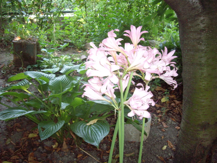 IMGP9941