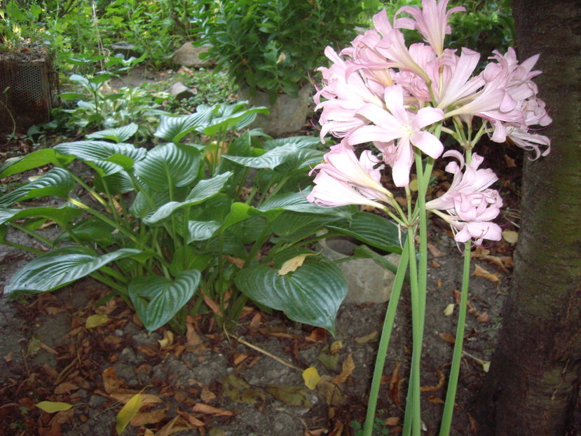 IMGP9944
