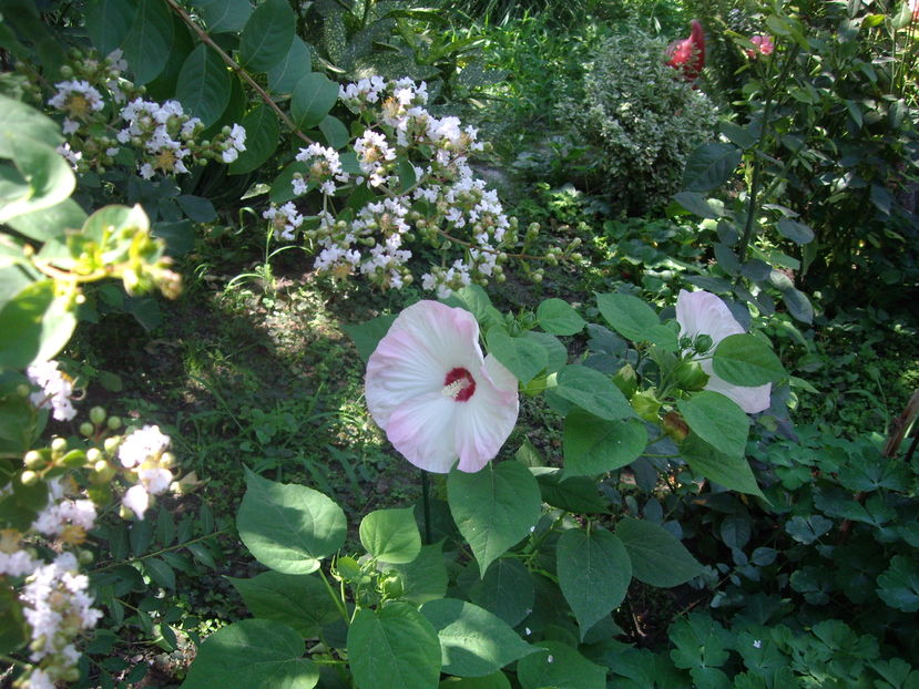 IMGP9986