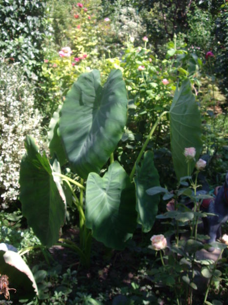 IMGP9988 - flori si trandafiri 2016-1