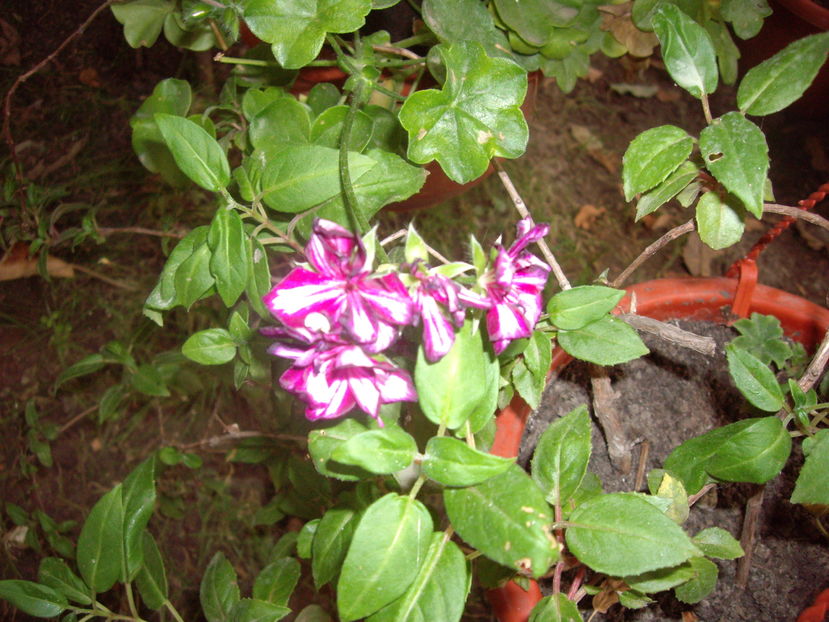 IMGP9993