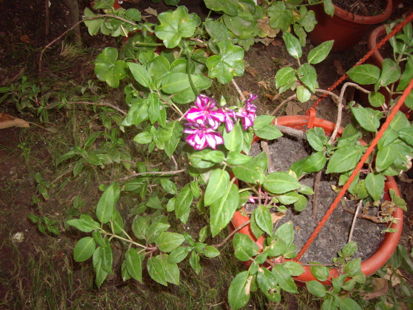 IMGP9994