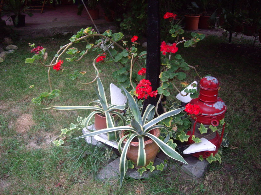 IMGP9995