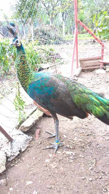  - Pavo Muticus Imperator