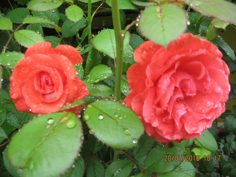 Picture 6736