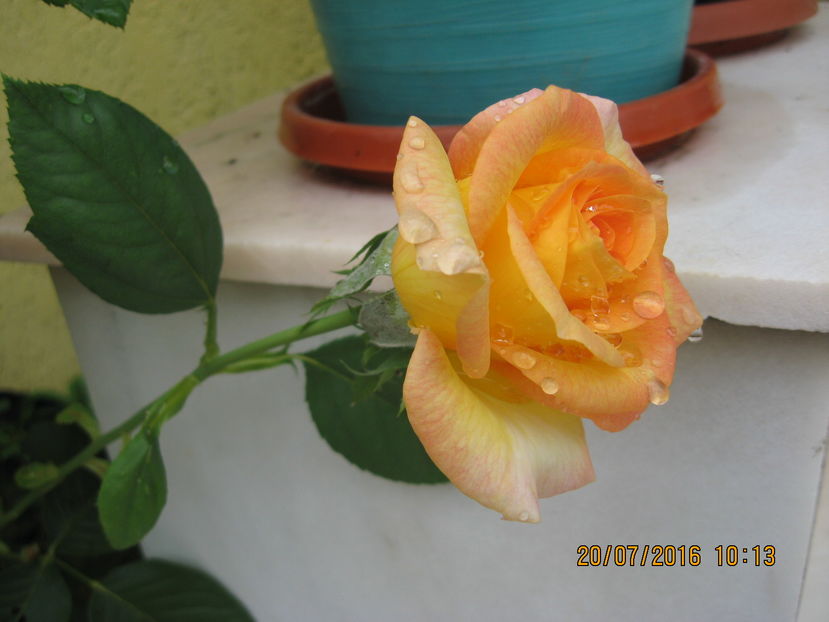 Picture 6730 - Trandafiri