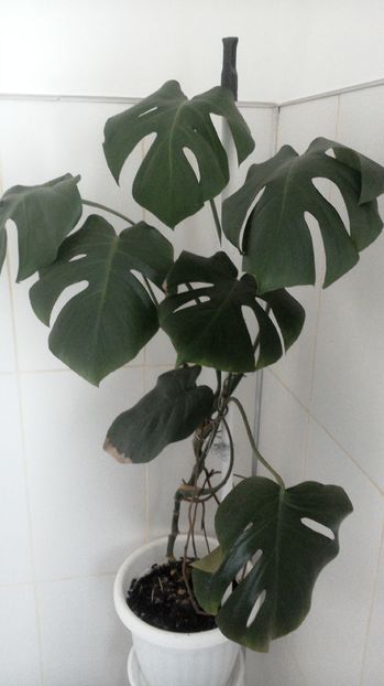 Filodendron - Flori 2016
