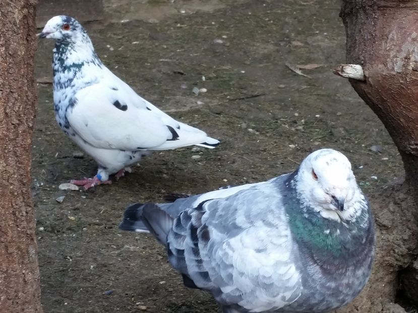  - Voiajori americani