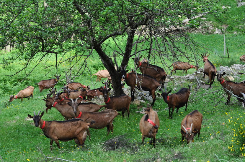 Alpinele la frunzis si iarba