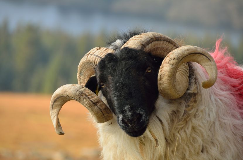 Berbecila smecherul - 65gh