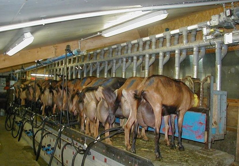 Caprele la muls desigur