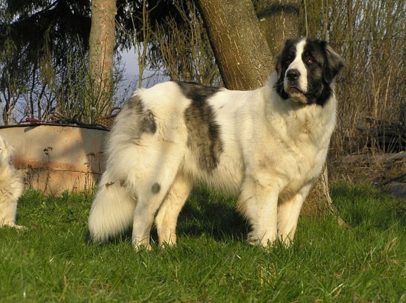 Ciobanesc de Pirinei-7ff