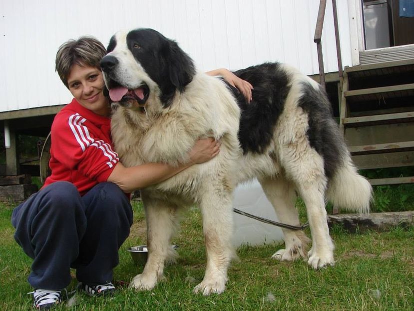 Ciobanescul de Pirinei-6