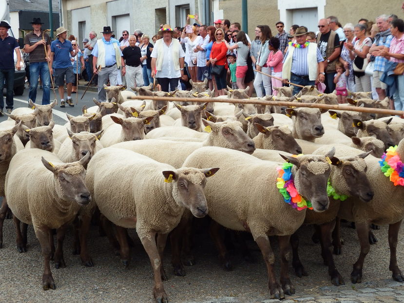 Transhumanta cu oitele-8gf