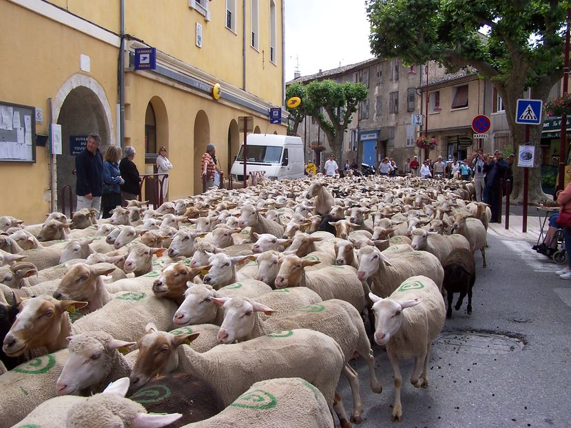 Transhumanta in zona Provence Franta