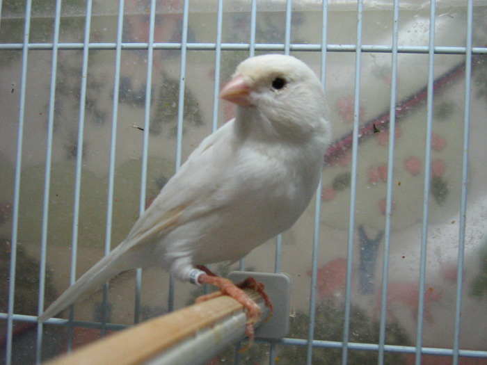 mascul alb 2009 - Canari matca 2009-2010