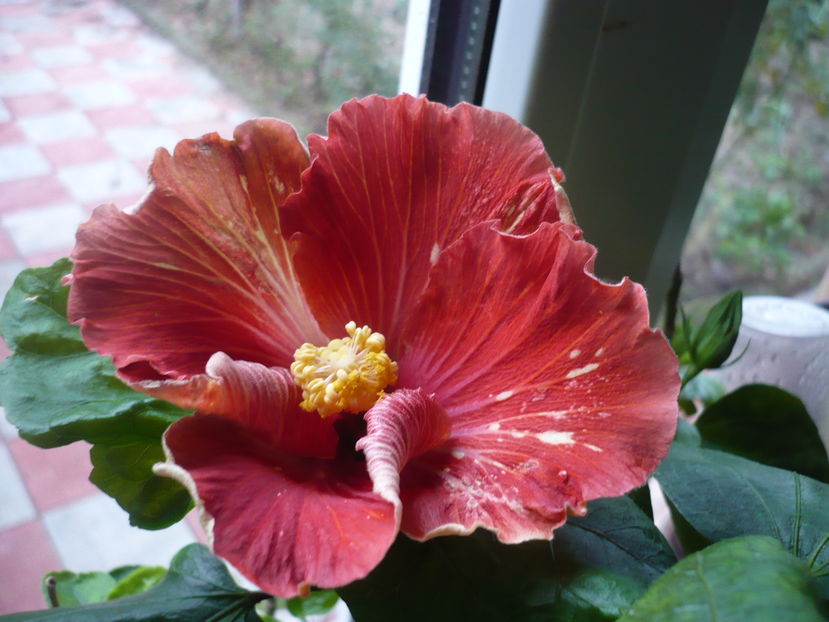 P1300399 - HIBISCUSI 2016-7