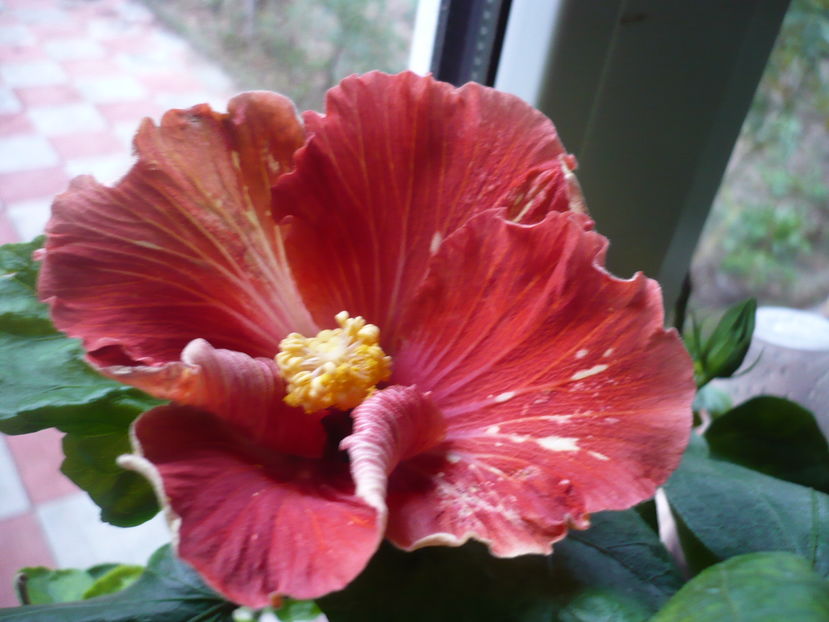 P1300400 - HIBISCUSI 2016-7