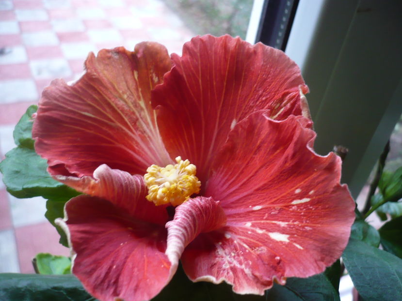 P1300401 - HIBISCUSI 2016-7