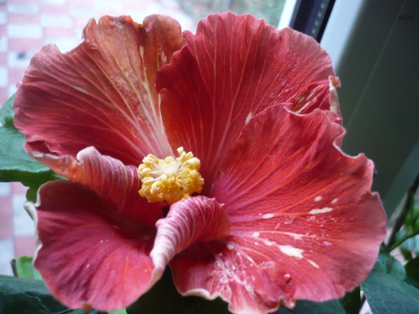 P1300402 - HIBISCUSI 2016-7