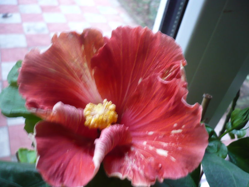 P1300403 - HIBISCUSI 2016-7