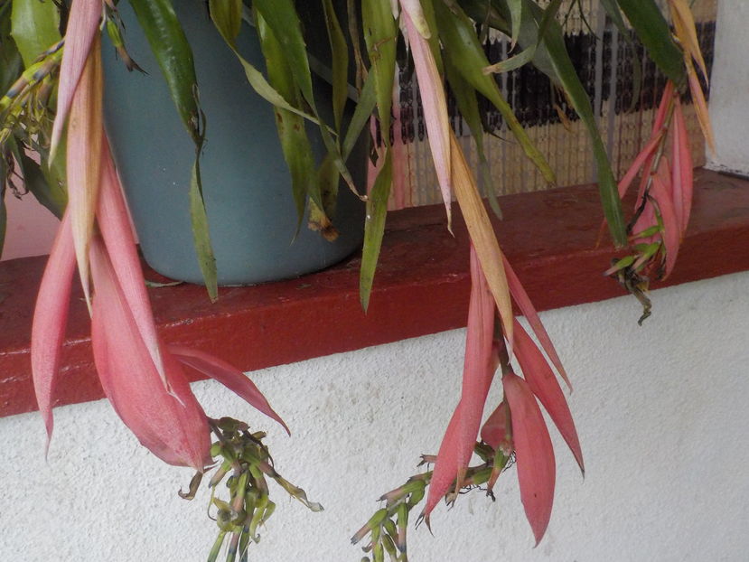 a inflorit - billbergia nutans